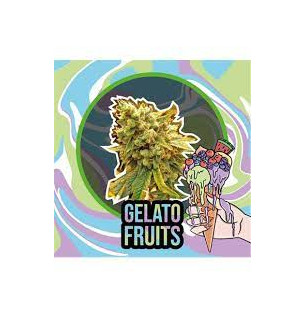 Gelato Fruits fem - Delirium seeds