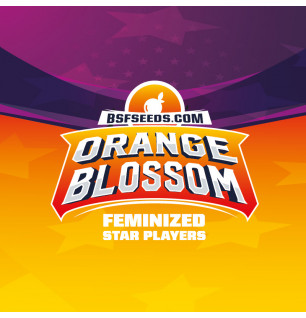 Orange Blossom XXL Fem - BSF Seeds