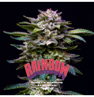 Gorilla Rainbow Feminized - BSF