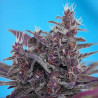 Black cream auto Red Family - Sweets Seeds