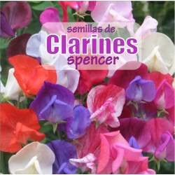 Semillas de Clarines Spencer - 3 gr