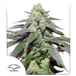 Auto Skywalker Haze X3 - Dutch Passion
