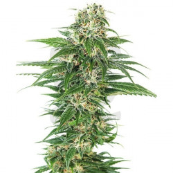 Skunk 11 Fem X3 Dutch Passion