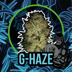Gorilla Haze Fast version Delirium Seeds