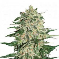 Big Bud Fem x3 Seedstockers