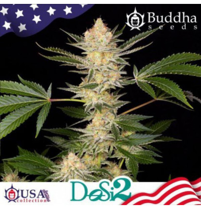 Buddha Dosi2 X3 Feminizada - Buddha Seeds