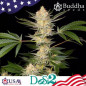 Buddha Dosi2 X3 Feminizada - Buddha Seeds Buddha Dosi2 X3 Feminizada - Buddha Seeds