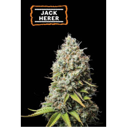 Jack Herer Feminizada Seedstockers
