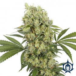 Buddha Dosi2 X3 Feminizada - Buddha Seeds