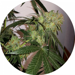 Platinum Chef Runtz Chef Genetics 5 Semillas Feminizadas