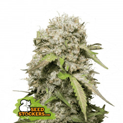 Jack Herer Auto 5 Semillas  Seedstockers