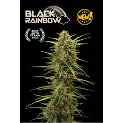 Black Rainbow Auto X1 Seedstockers