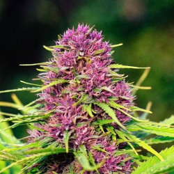 Mix Leyendas Fem Delirium Seeds 4 Semillas
