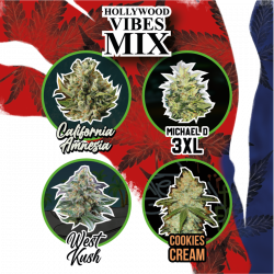 Auto Hollywood Vibes Mix Delirium Seeds 4 Semillas