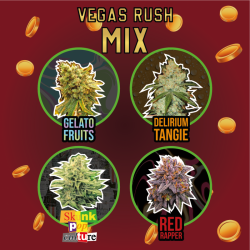 Fem Vegas Rush Mix Delirium Seeds 4 Semillas