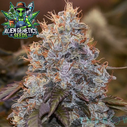 Banana Kush Explosion Feminizada – Alien Genetics Seeds