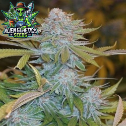 Anubis Kush Feminizada - Alien Genetics Seeds