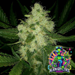 Gorilla Glue Auto - Alien Genetics Seeds