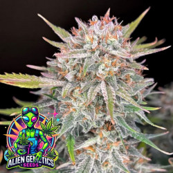 Runtz 3.0 XXL AUTO - Alien Genetics Seeds