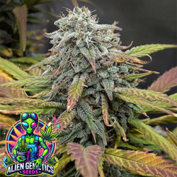 Sweet Gelato Auto - Alien Genetics Seeds