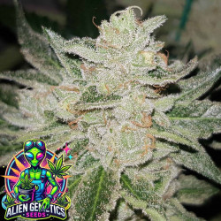 Super Kush Wedding Cake - Alien Genetics Seeds