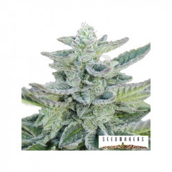 Seedsmakers - Super Kush Fem X5