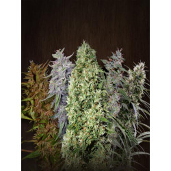 Seedsmakers - Jack Widow Fem X5