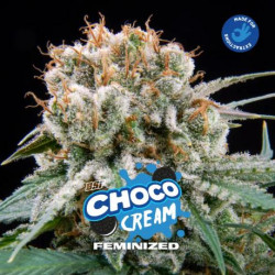 Choco Cream BSF X12