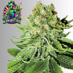 Northern Lights X3 Feminizada – Alien Genetics Seeds