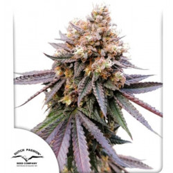 GMO Fast Fem x100 -Dutch Passion Solo Despacho