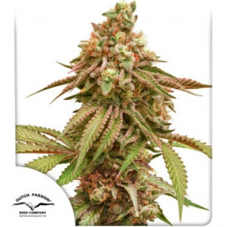 Tropical Tangie Auto x100 -Dutch Passion Solo Despacho