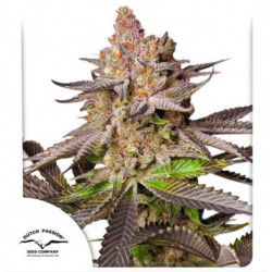 Melonade Runtz Fem x100 -Dutch Passion Solo Despacho