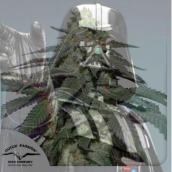 Auto Skywalker Haze x100 - Dutch Passion Semillas Autoflorecientes