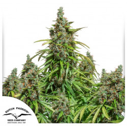 Auto Mazar x100 - Dutch Passion Solo Despacho