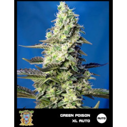 Green Poison Xl Auto 100 Semillas Sweet Seeds Solo Despacho