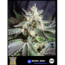Black Jack Fem Sweet Seeds 100 Semillas