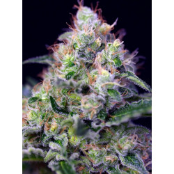 Cream Caramel Fem Sweet Seeds 100 Semillas Solo Despacho
