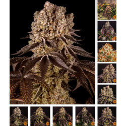 Purple Punch Og Fem Sweet Seeds 100 Semillas