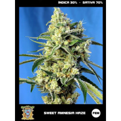 Sweet Amnesia Haze Fem Sweet Seeds 100 Semillas