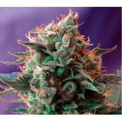 Jack 47 Fem x100 - Sweet Seeds | Potencia Explosiva y Producción Elevada | Solo Despacho