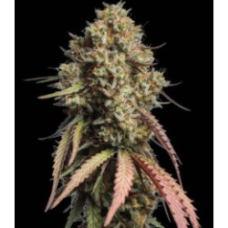 Auto Marcianeke X3 Maconha Seeds Bank