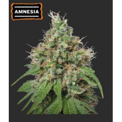 Amnesia Feminizada x5 Seeds Stockers