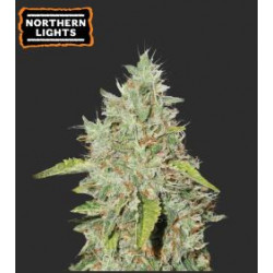 Northern Lights Feminizada x5 – Seeds Stockers