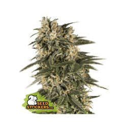 Northern Lights Auto x5 – Seeds Stocker