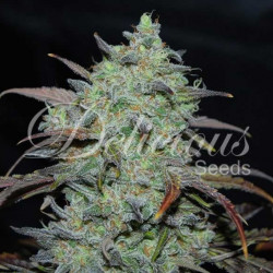 Delicious Seeds MARMALATE® Feminizada x3