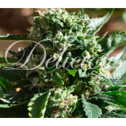 Il Diavolo Auto x3 – Delicious Seeds