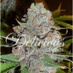 La Diva Auto x3 - Delicious Seeds