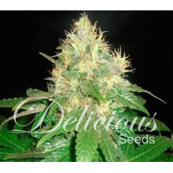 Northern Light Blue FEM X3 Delicious Seeds 100% INDICA