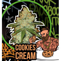 COOKIES CREAM AUTO X4 – DELIRIUM SEEDS fast version