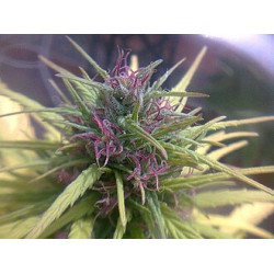 Punto Rojo Y Punto Morado (Mix Leyendas) X14 Fast version Delirium Seeds